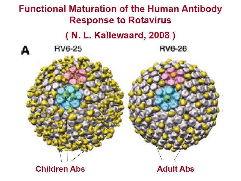 Functional Maturation of the Human Antibody Response to Rotavirus ( N. L. Kallewaard, 2008